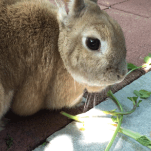 Królik jedzący koniczynę